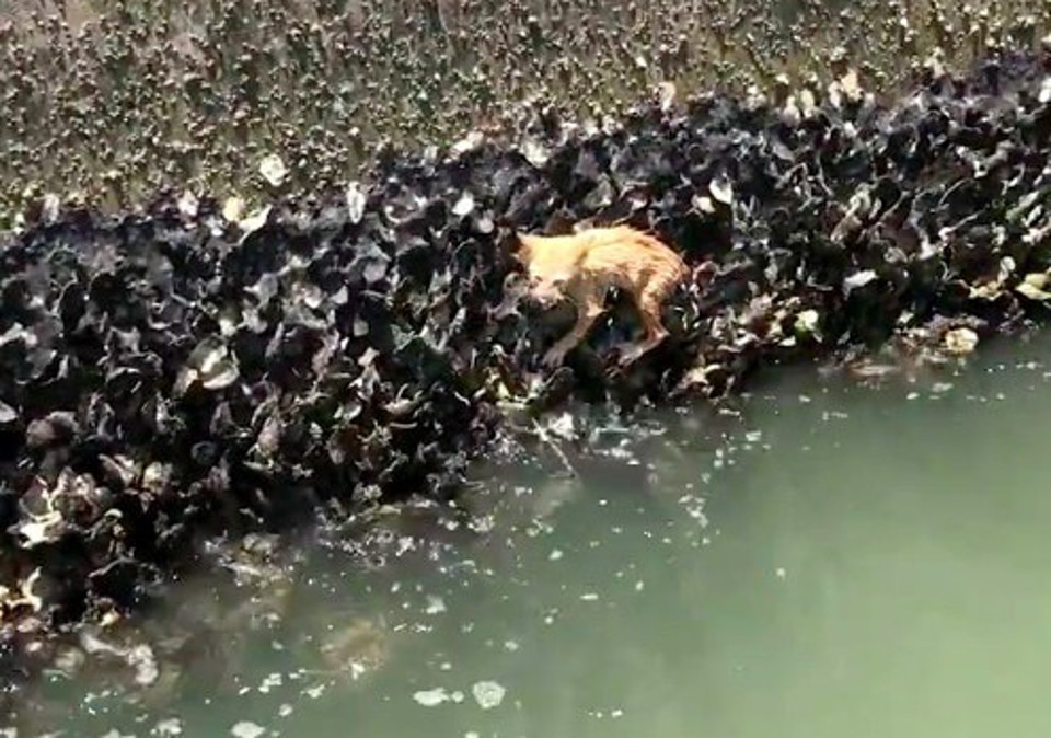 They Thought They Saw An Octopus But They Made An Adorable River Rescue