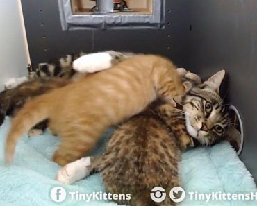 Feral Rescued Tomcat Becomes ‘Nursing’ Dad to Rescued Kittens