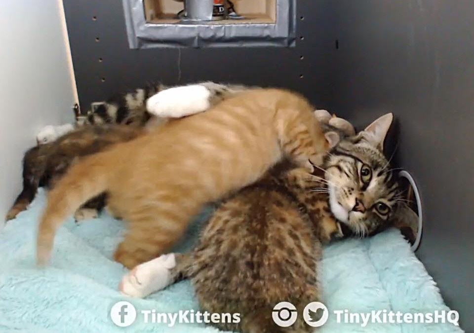 Feral Rescued Tomcat Becomes ‘Nursing’ Dad to Rescued Kittens