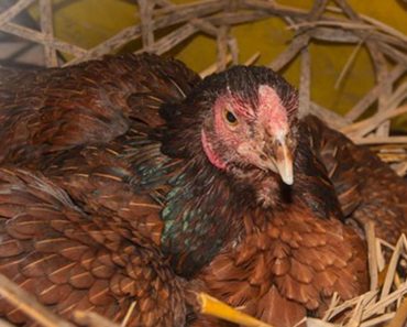 He Thought His Hen Laid An Egg, But She Was Hiding Something Else…