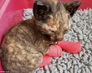 Kitten Rescued From Fire Finds A Loving Home