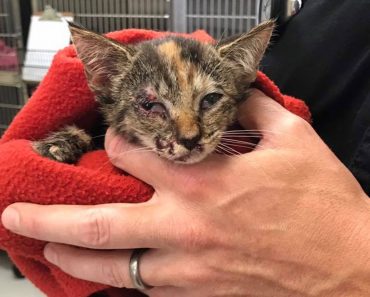Kitten Thrown From Pickup Truck Is Saved