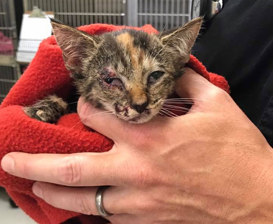 Kitten Thrown From Pickup Truck Is Saved