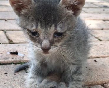 Kitten With Leg Deformities, Barely Surviving, Walks Up To Woman And Asks For Help