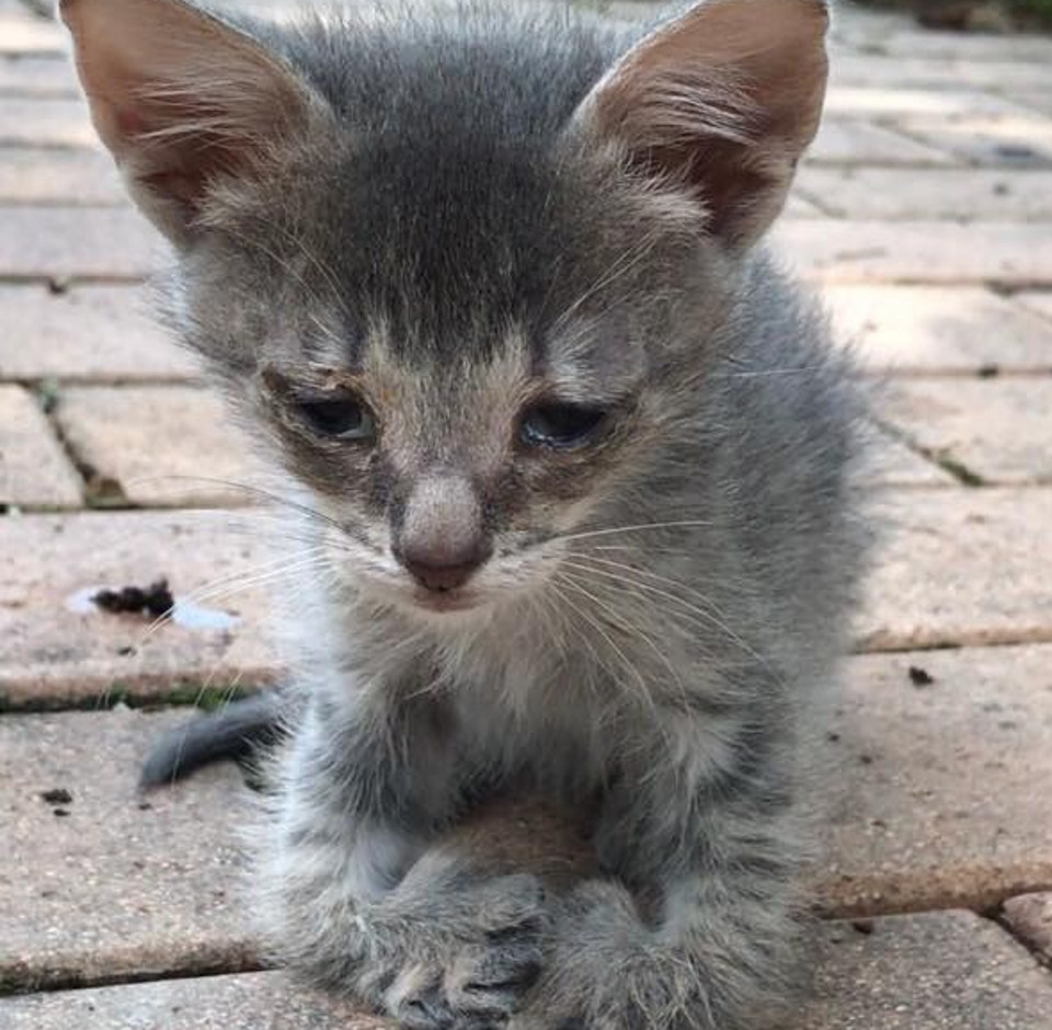 Kitten With Leg Deformities, Barely Surviving, Walks Up To Woman And Asks For Help