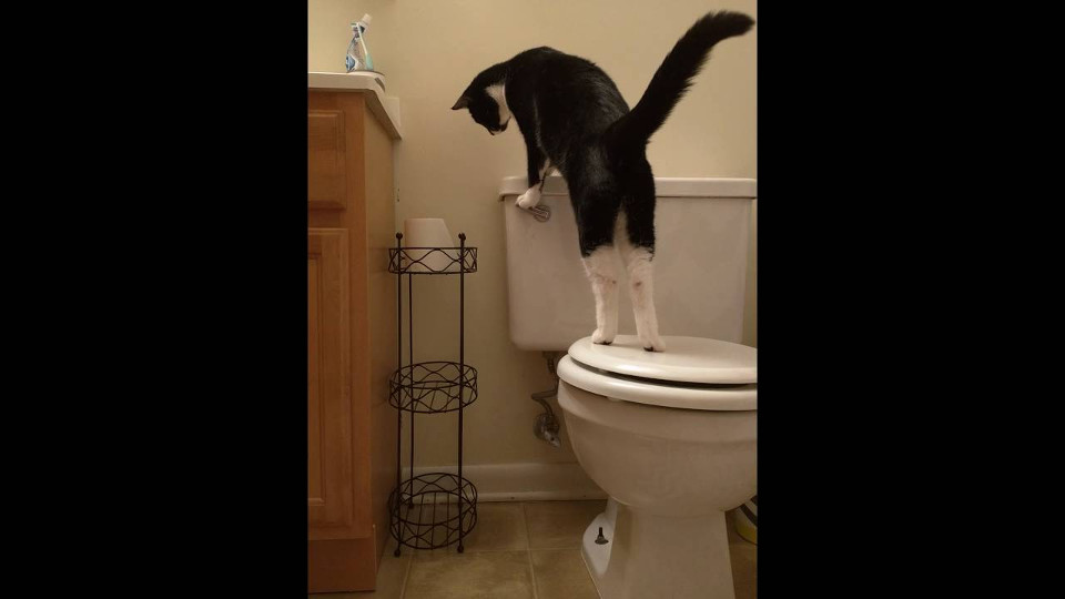 Man Had No Idea Why His Water Bill Was So High. Then He Realized What His Cat Was Doing