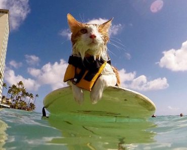 One-Eyed Kitty Loves Swimming And Surfing In Hawaii