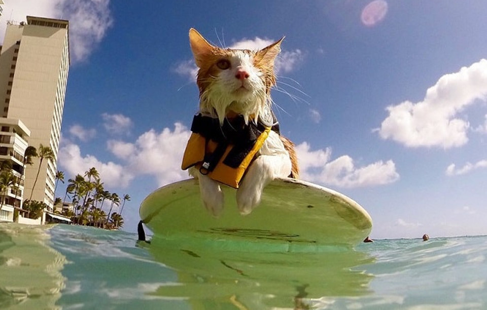 One-Eyed Kitty Loves Swimming And Surfing In Hawaii