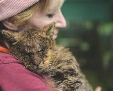 People Refused To Touch Valentino The Cat. Everything Changed When A Lady Walked By His Cage