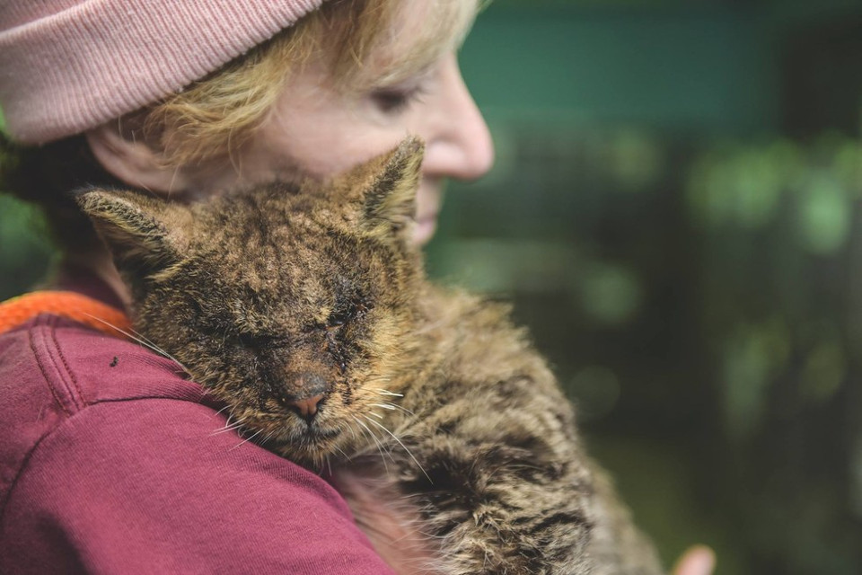 People Refused To Touch Valentino The Cat. Everything Changed When A Lady Walked By His Cage