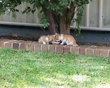 Blind Kitty’s Sixth Sense Saves His Brother. The Two Share An Incredible Bond