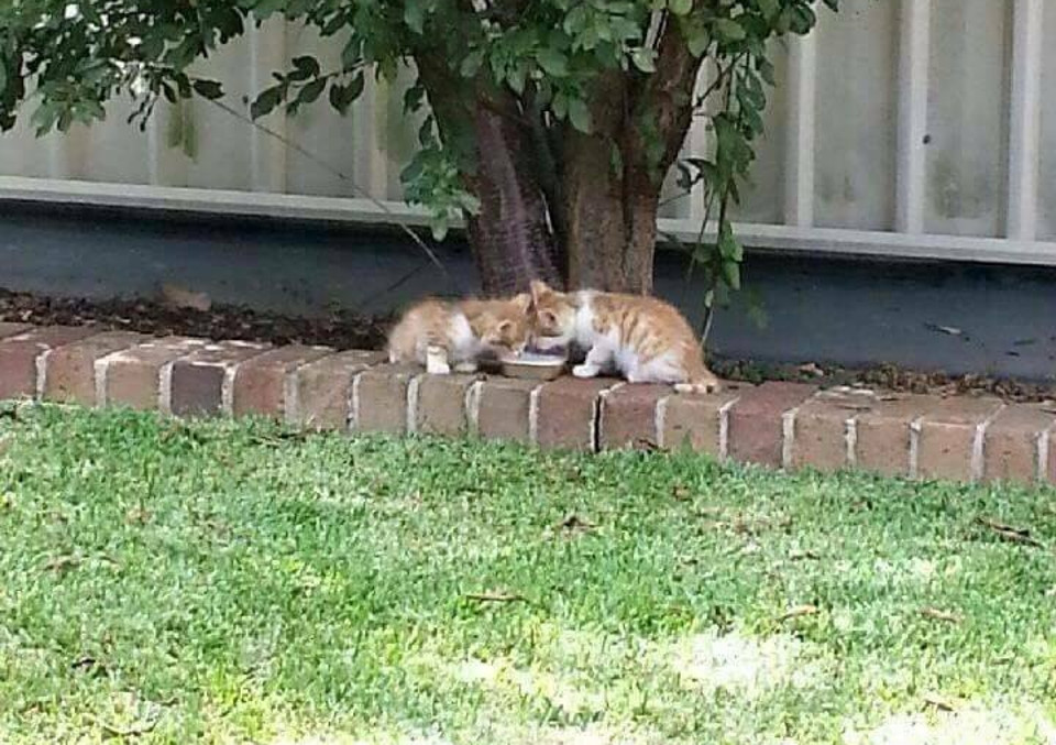 Blind Kitty’s Sixth Sense Saves His Brother. The Two Share An Incredible Bond