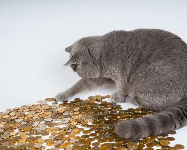 Woman Leaves $300,000 To Her Cats In Her Will