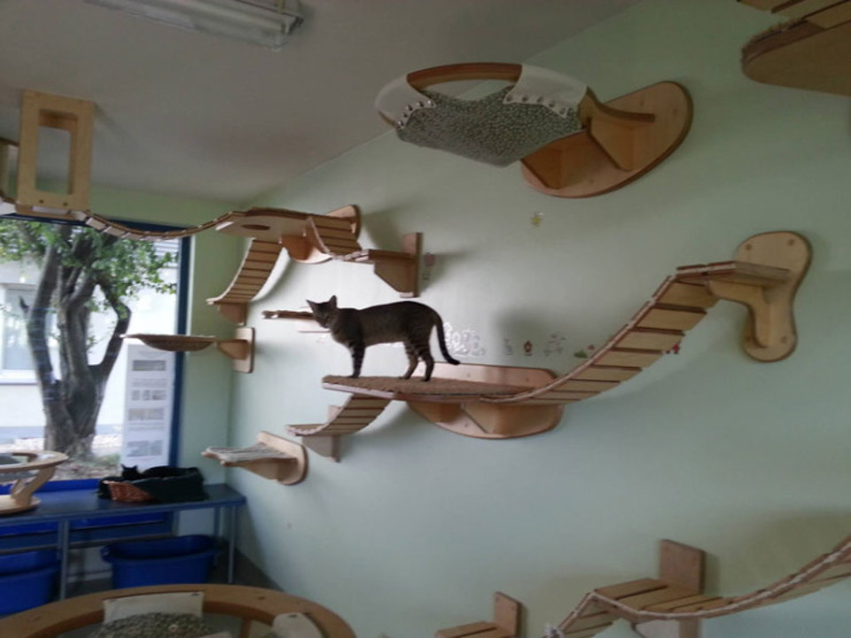 Guy Makes The Most Amazing Feline Jungle Gyms!