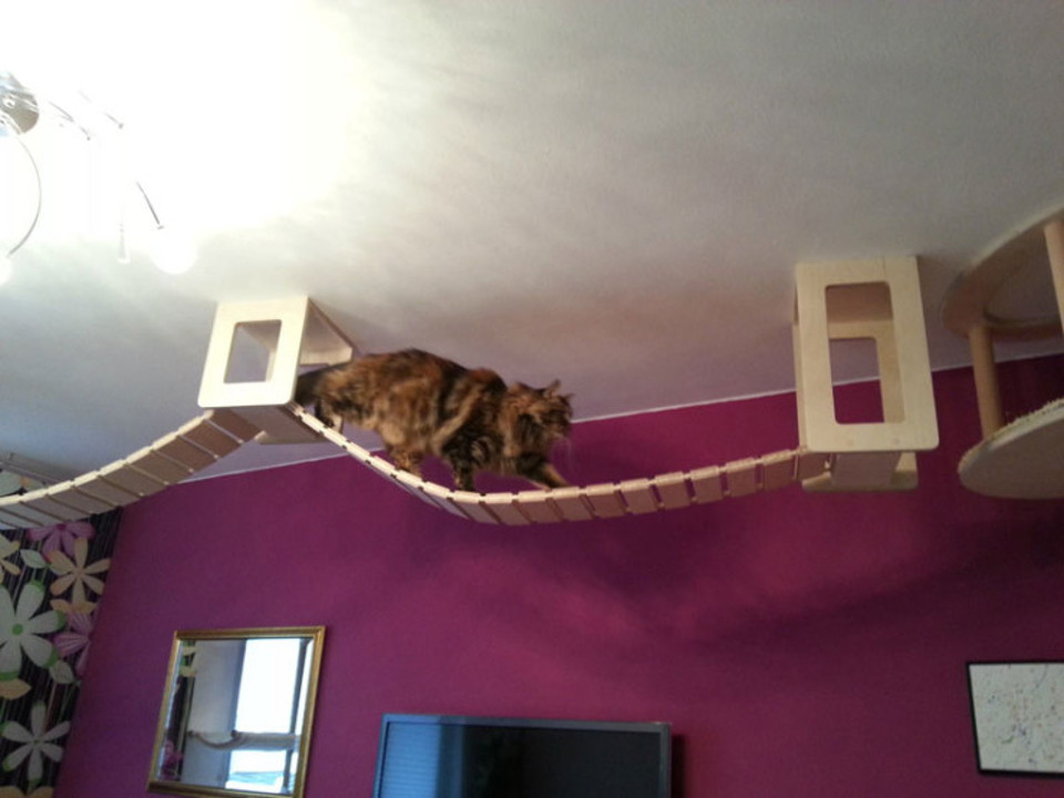 Gym for cats