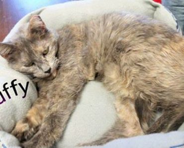 15-year-old Cat Finally Finds A Home After Waiting for 5 Years