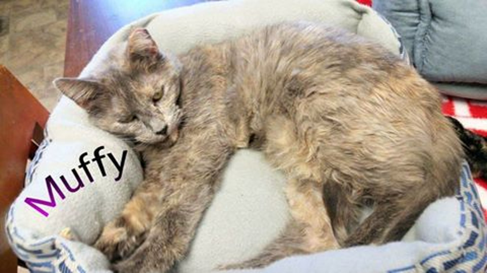 15-year-old Cat Finally Finds A Home After Waiting for 5 Years