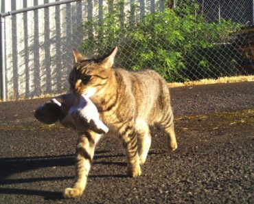 Cat Brings Home To His Police Officer Human A Bag Of Weed