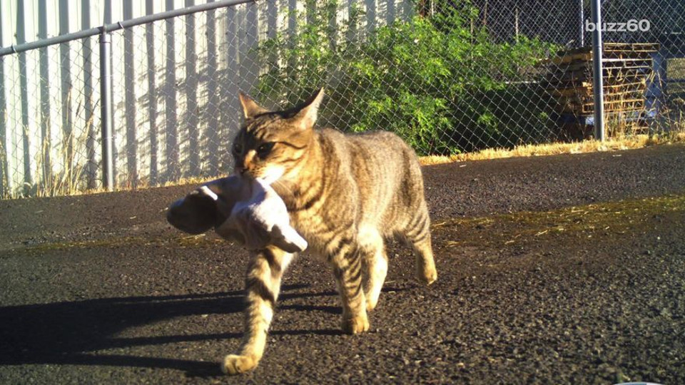 Cat Brings Home To His Police Officer Human A Bag Of Weed