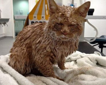 Ginger Cat Cruelly Covered In Concrete Is Saved