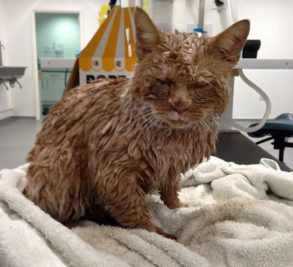 Ginger Cat Cruelly Covered In Concrete Is Saved