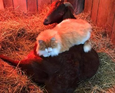 Cat Helps Pregnant Goat Through Contractions And Offers Her The Best Massage Ever