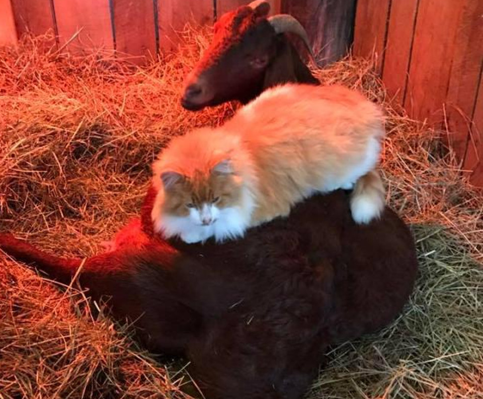 Cat Helps Pregnant Goat Through Contractions And Offers Her The Best Massage Ever