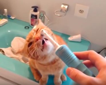 This Kitty Loves the Electric Toothbrush!