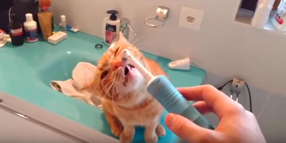 This Kitty Loves the Electric Toothbrush!