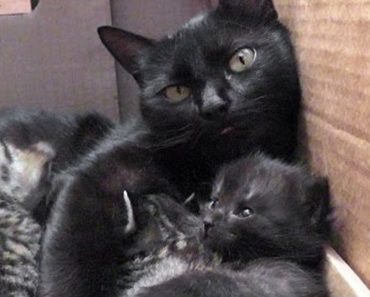 Cat Mom Is Having The Cutest Conversation With Her Babies!