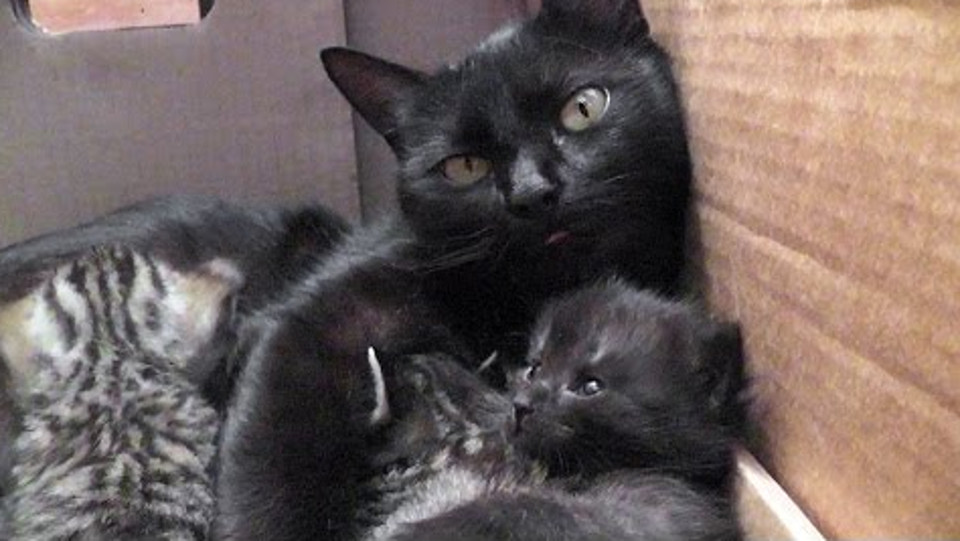 Cat Mom Is Having The Cutest Conversation With Her Babies!