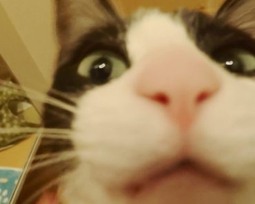 Cat Sees Her Human After 3 Long Days. Her Reaction Is Priceless!