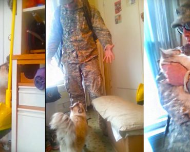 Cat Welcomes Her Soldier Daddy. Her Reaction Is Priceless!