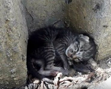 Homeless Kitten Lying Half Day Aside of Street – Finally Getting A Real Bed!