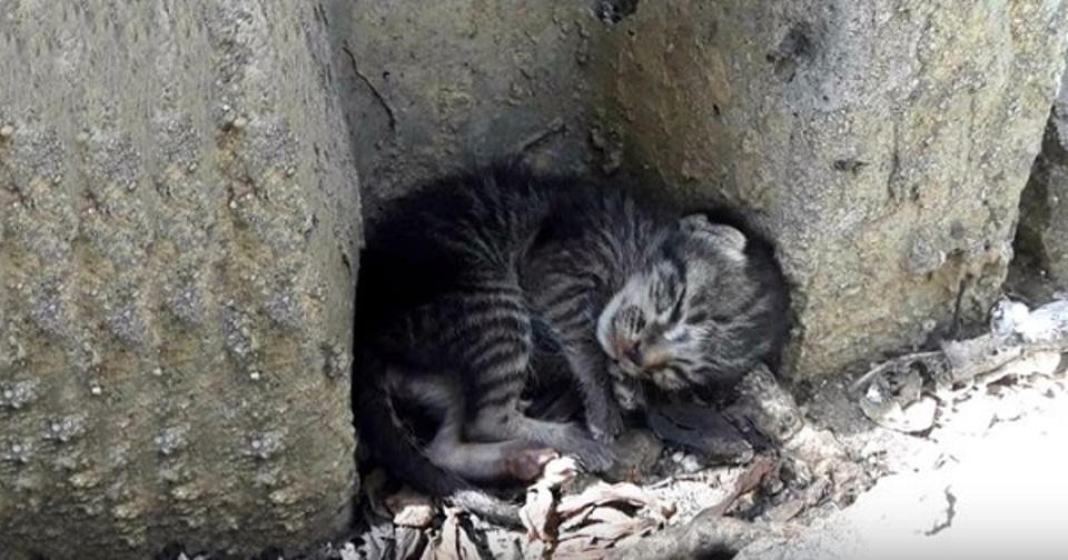 Homeless Kitten Lying Half Day Aside of Street – Finally Getting A Real Bed!