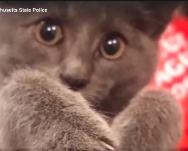 Purr-fect Ending: Kitten Rescued After Shutting Down Traffic On Busy Highway