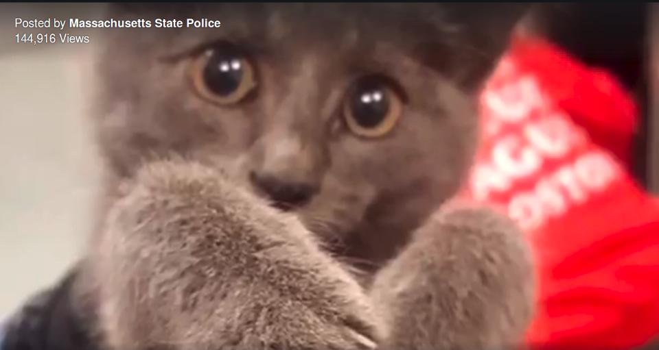 Purr-fect Ending: Kitten Rescued After Shutting Down Traffic On Busy Highway