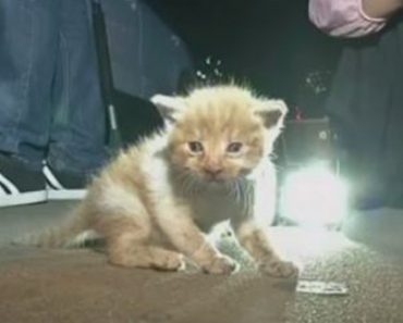 Kitten Trapped in Car Engine Is Rescued After Driver Hears His Faint Meows