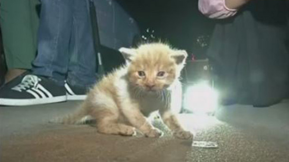 Kitten Trapped in Car Engine Is Rescued After Driver Hears His Faint Meows