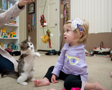 3 Legged Rescued Kitten, Finds Her Special Soul Mate