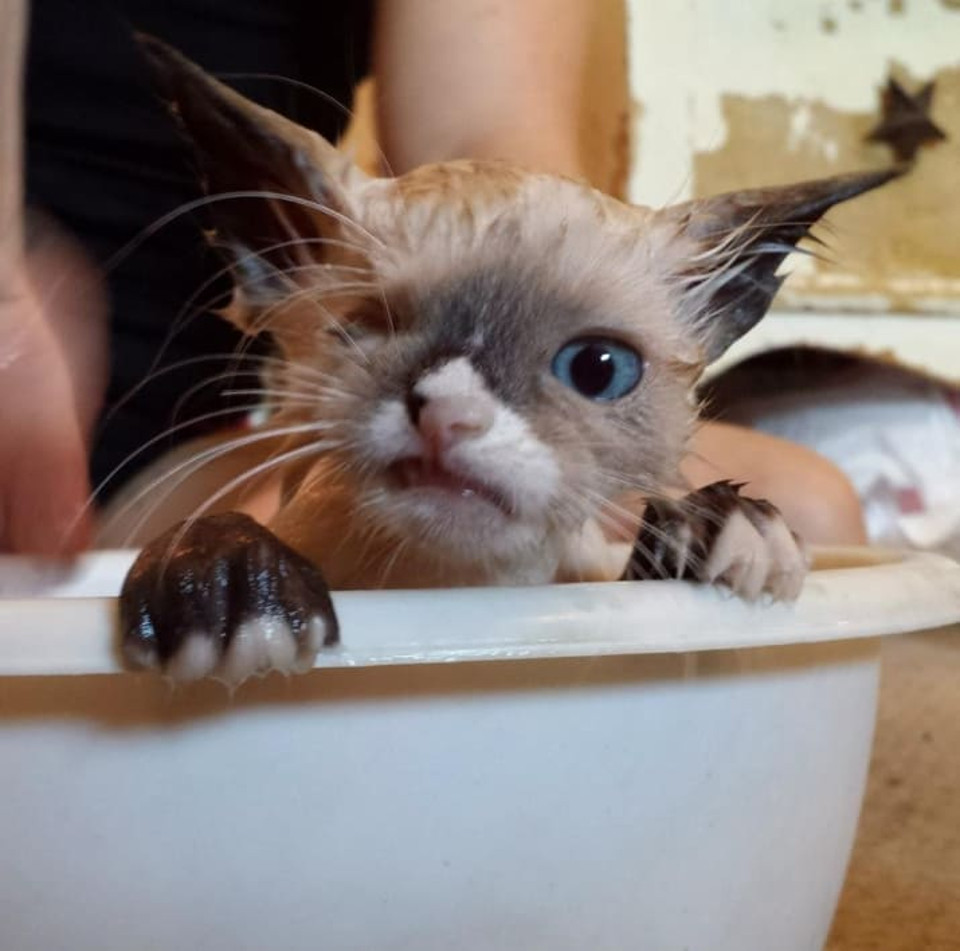 Kitten bath