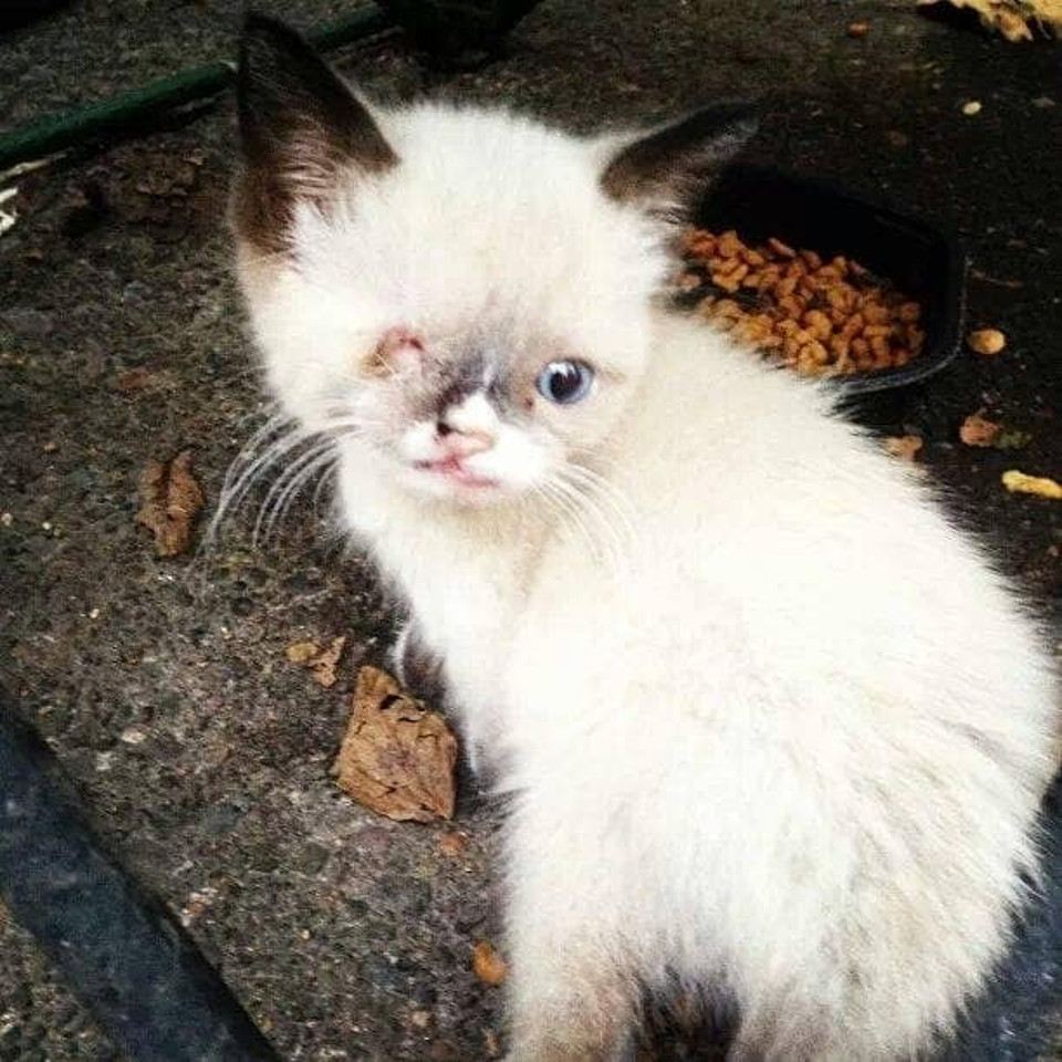 Kitten pirate