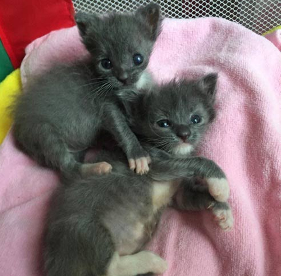 kittens found on boat