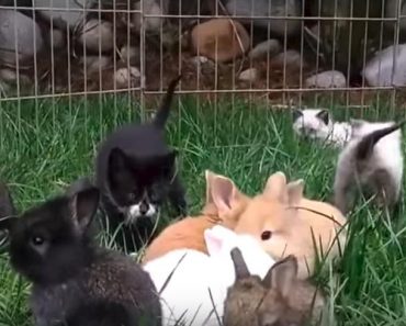 Kittens Raised By Rabbits,  Hop Now Like Rabbits