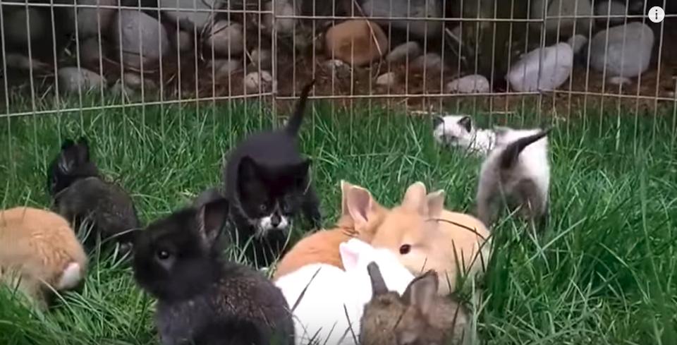 Kittens Raised By Rabbits,  Hop Now Like Rabbits