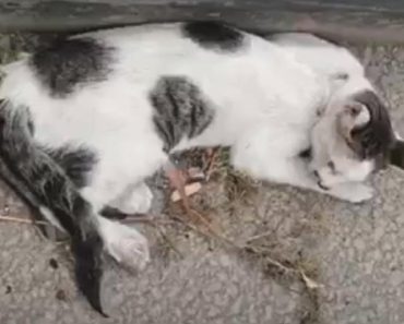 Poor Cat Was Shot, Hit By Car, And Stranded On The Highway…