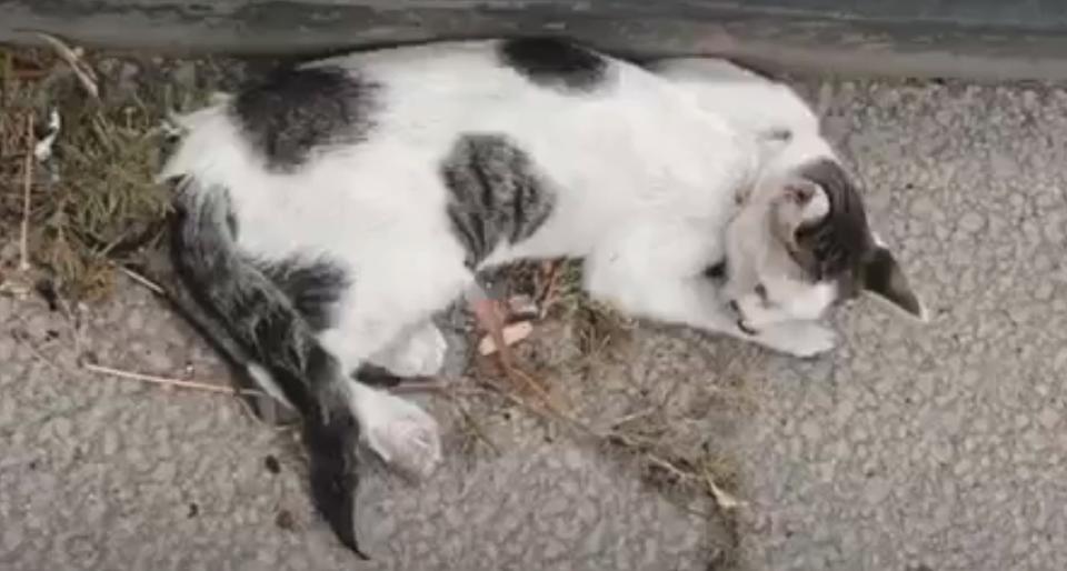 Poor Cat Was Shot, Hit By Car, And Stranded On The Highway…