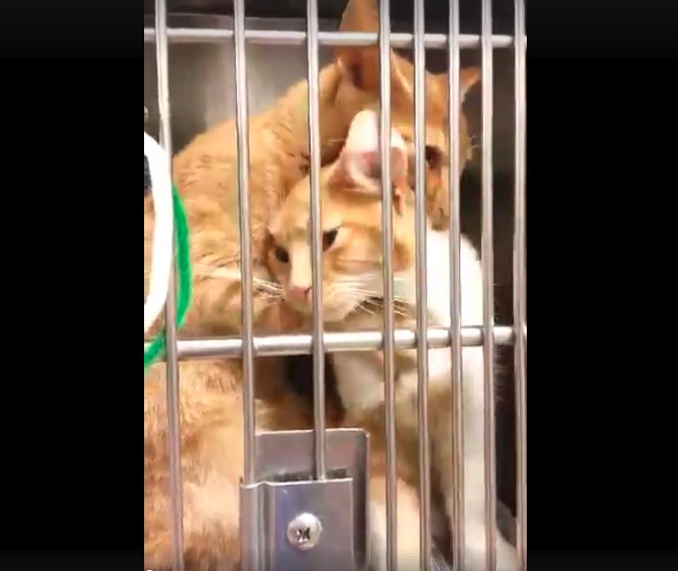 Precious Shelter Kitty Gives Her Sister The Cutest Hug Ever