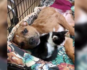 Sick Kitten Finds Comfort in Injured Puppy and The Two Help Each Other Heal