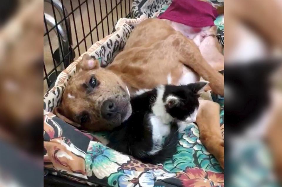 Sick Kitten Finds Comfort in Injured Puppy and The Two Help Each Other Heal